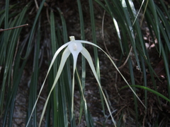 Brassavola cucullata
