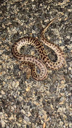 Spotted Python sighting