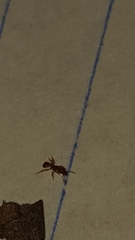 Strumigenys membranifera