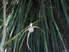 Brassavola cucullata