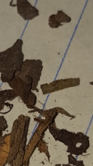 Strumigenys membranifera