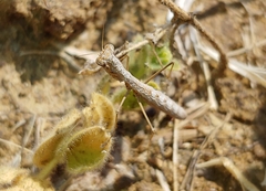 Geomantis larvoides