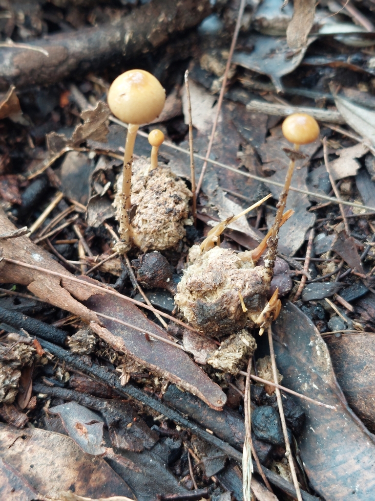 Protostropharia semiglobata · May 2025 · photo: © coreyisaussie (iNaturalist, cc-by)