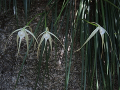 Brassavola cucullata