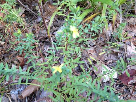 Hypericum hypericoides ssp. hypericoides