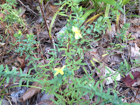 Hypericum hypericoides ssp. hypericoides