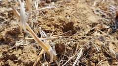 Geomantis larvoides