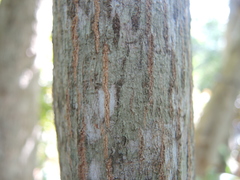 Terminalia buceras