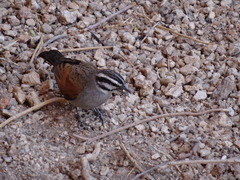 Emberiza capensis