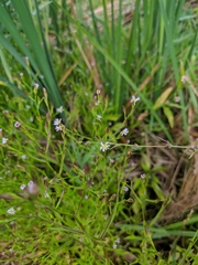 Symphyotrichum subulatum subulatum