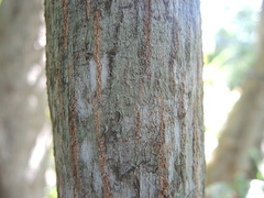 Terminalia buceras
