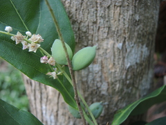 Terminalia buceras