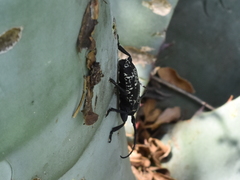Acanthoderes funeraria