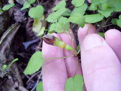 Fuchsia procumbens
