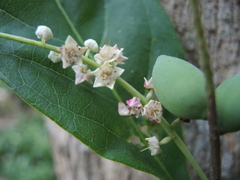 Terminalia buceras