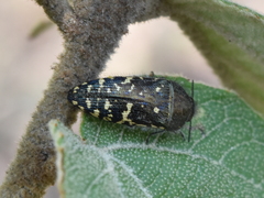 Acmaeodera flavopicta