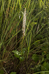 Peristylus constrictus