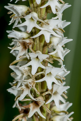 Peristylus constrictus