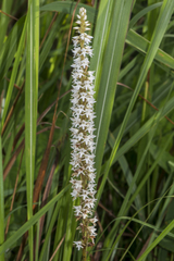 Peristylus constrictus