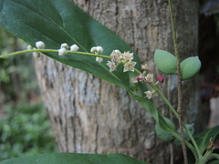 Terminalia buceras