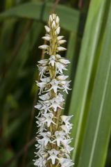 Peristylus constrictus