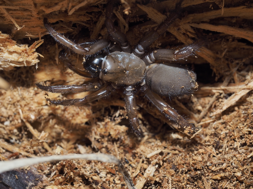 Antrodiaetus hageni