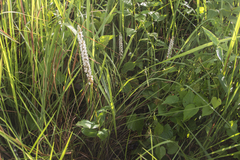 Peristylus constrictus