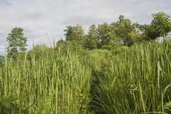 Peristylus constrictus