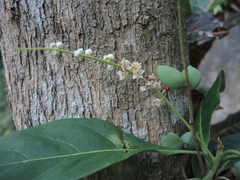 Terminalia buceras