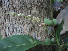 Terminalia buceras