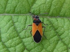 Melanopleurus bicolor