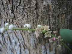 Terminalia buceras