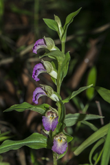 Brachycorythis helferi