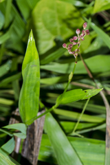Brachycorythis helferi