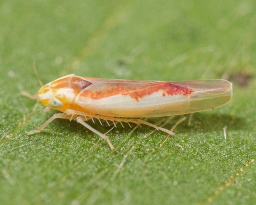 Zygina nigritarsis