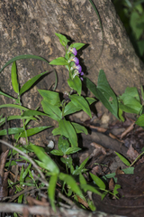 Brachycorythis helferi
