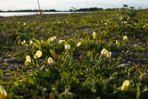 Sea Bird's-foot Trefoil (Lotus maritimus)