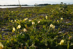 Sacred lotus (Lotus bouteloui)