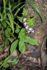 Brachycorythis helferi