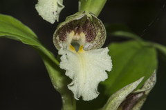 Brachycorythis helferi