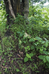 Brachycorythis helferi