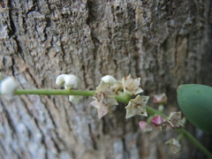 Terminalia buceras
