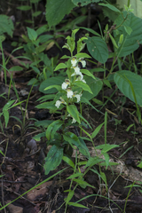 Brachycorythis helferi