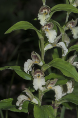 Brachycorythis helferi