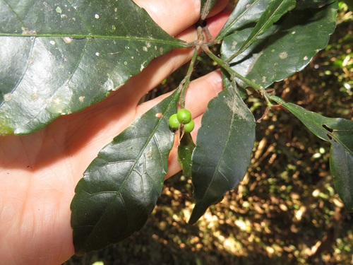Forest bead-string (Alchornea hirtella)