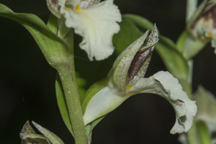 Brachycorythis helferi