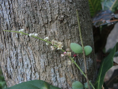 Terminalia buceras