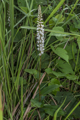 Peristylus constrictus