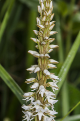 Peristylus constrictus