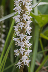 Peristylus constrictus